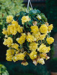 Bulb Begonia