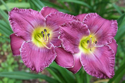 Daylilies Bulb