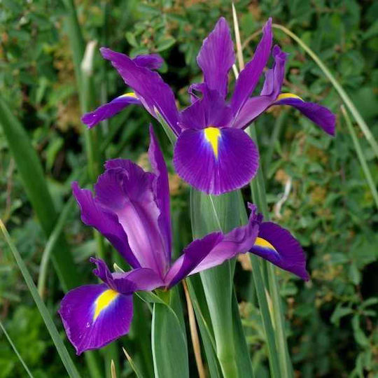 Bulb Irisς