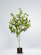 Λεμονιά