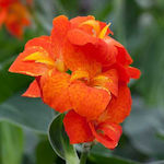 Canna Bulb