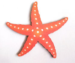 Starfish print on wood 12cm