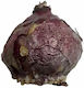 Primasem Zwiebel Hyacinthus Spät