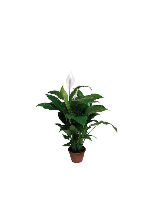 Peace Lily Εσωτερικού Χώρου 0.2лт