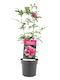 Hibiscus 'duc De Brabant' 13cm