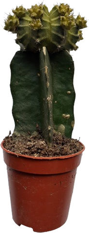 Poulimenos Gymnocalycium Grafted Înălțime 13buc Poulimenos Gymnocalycium Grafted Înălțime 13buc