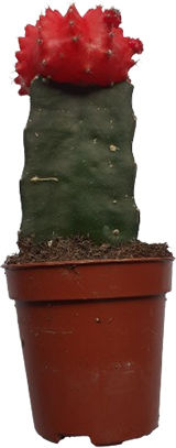 Poulimenos Gymnocalycium Grafted Înălțime 13buc Poulimenos Gymnocalycium Grafted Înălțime 13buc