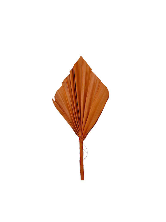 Dried Plant Palm Tree 1pcs