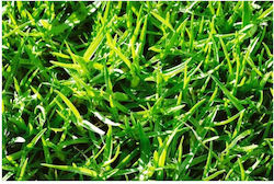 K&N Eythymiadis Seeds Grass Kikougiou Green