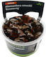 Stoffels Lebende Aquariumspflanze Alternanthera