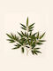 Christmas Wooden Decorative Branch 65cm