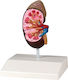 Erler Zimmer Manechin de antrenament Organele interne