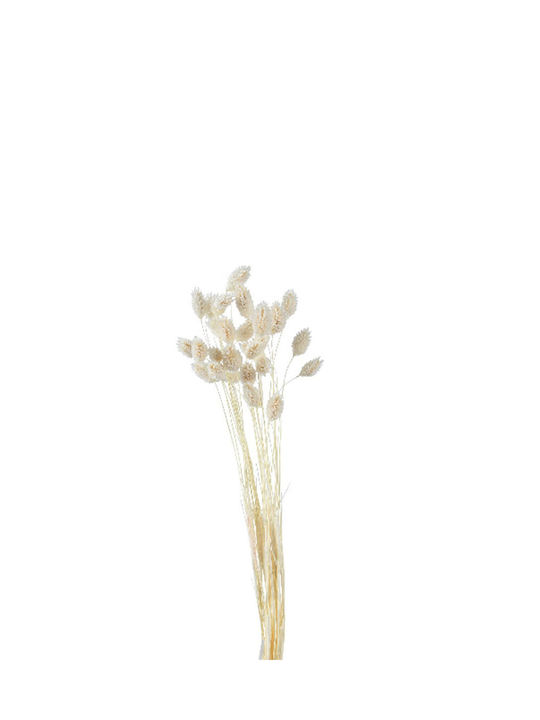 Kaemingk Dried Plant 65cm