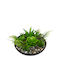 Artificial Plant in Small Pot 10cm 1pcs