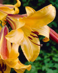 Dianthos Zwiebel Lilium