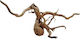 Strideways Φυσικό Ξύλο Slimwood Sw01 70x30cm