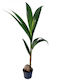 Neem Tree Height 100cm