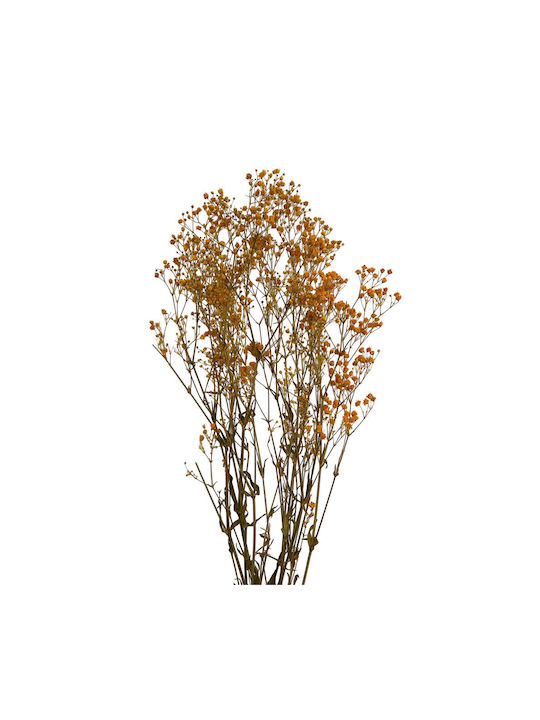 Dried Plant Orange 1pcs