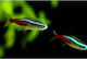 Aquarium Fish