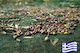 Маслиново масло Harvest 9x12 Extra Olivenet