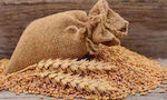 HealthTrade Bran Wheat Whole Grain 1000gr 1pcs