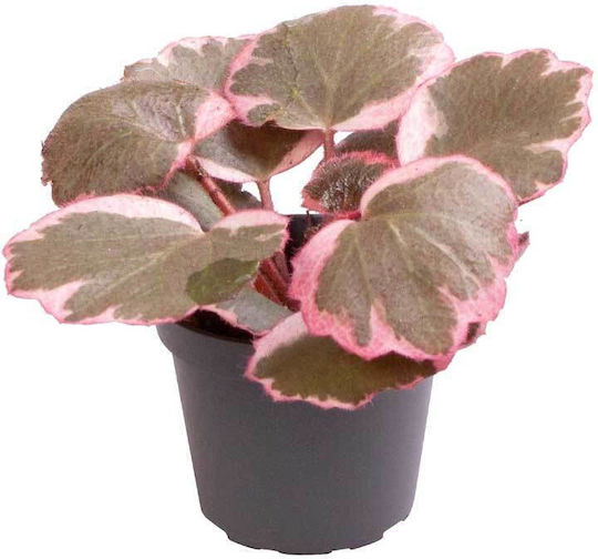Geranium Height 10cm Terrarium