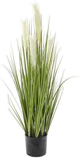 Pampas grass σε Γλαστράκι Ai Lati
