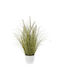 Pampas Grass Potted Plant 53cm Ai Lati