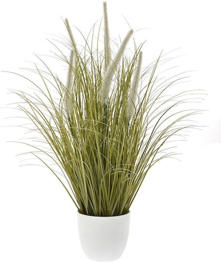 Pampas grass σε Γλάστρα Ai Lati
