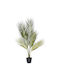 Kentia in a Pot 75cm Ai Lati