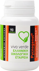 Vivo Verde Pycnogenol 30mg 90 Capsules