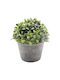 Изкуствено растение в саксийка Buxus (Обща кутия) Beige 15.3см Ankor