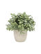 Изкуствено растение в саксийка Buxus (Обща кутия) Green 15.3см Ankor