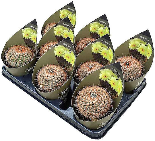 Notocactus Schlosseri 10.5cm
