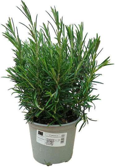 Rosemary Höhe 12cm
