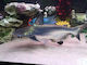 Ruinemans Aquarium Aquariumfisch
