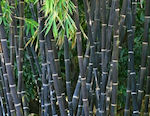 Black Bamboo 30 Seeds