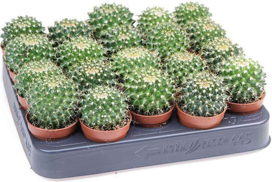 Mammillaria Marksiana 5,5cm
