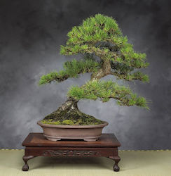mandarin bonsai tree Poncirus citrus trifoliata