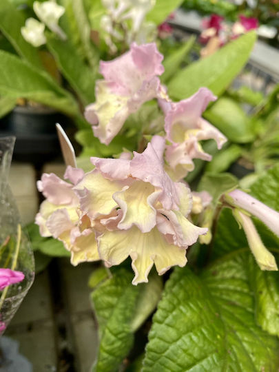 Streptocarpus Strept Orchid Pink-yellow