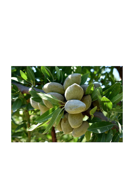 Tree Almond trees Ferrania