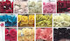 Papierblume 8cm 12Stk/Beutel 0520059 0520059 05...