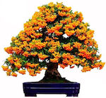 Hippophae Hippophae Bonsai 70+ Seeds