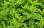 Spearmint 0,2gr Agricultural