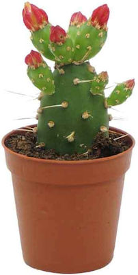 Opuntia Quitensis 5.5cm