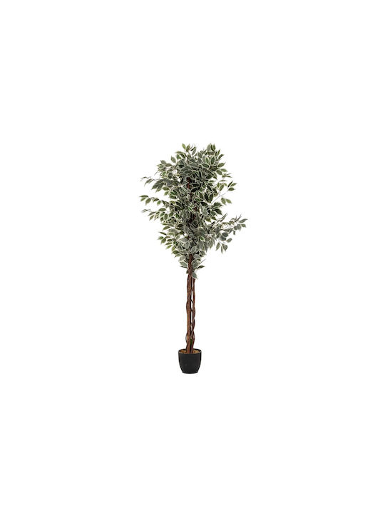 Ficus Ficus Baum im Freien 180cm Atmosphera