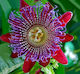 Rote Passionsblume Passiflora 10+ Samen