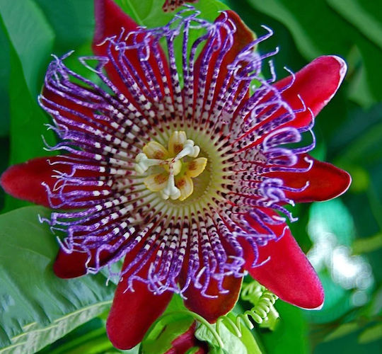 Rote Passionsblume Passiflora 10+ Samen