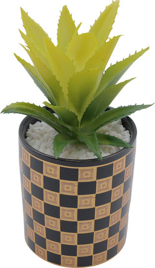 Aloe In Topfpflanze Schwarz 16cm Uncle George