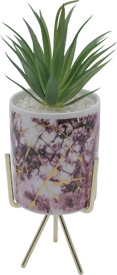 Sukkulente Pflanze in Topfpflanze Rosa 26cm Uncle George